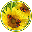 Butterflies n Sunflowers Live wallpaper