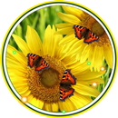 Mariposas y girasoles Fondos Pantalla Animados APK
