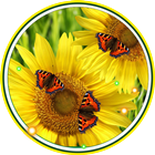Butterflies n Sunflowers Live wallpaper icône