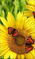 Butterflies n Sunflowers Live wallpaper poster