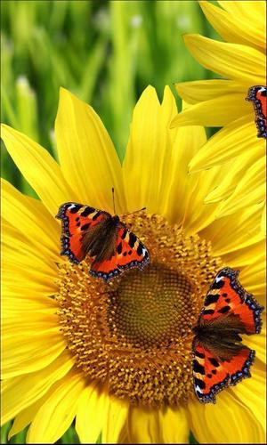 Descarga de APK de Mariposas y girasoles Fondos Pantalla Animados para  Android