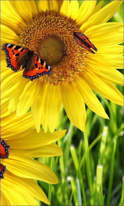Butterflies N Sunflowers Live Wallpaper For Android Apk Download - dance off roblox sunflower id