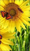 Butterflies n Sunflowers Live wallpaper screenshot 1