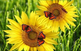 Butterflies n Sunflowers Live wallpaper screenshot 2