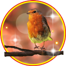 Birdies Cute live wallpaper APK