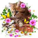 Kitty Small Sounds live wallpaper APK