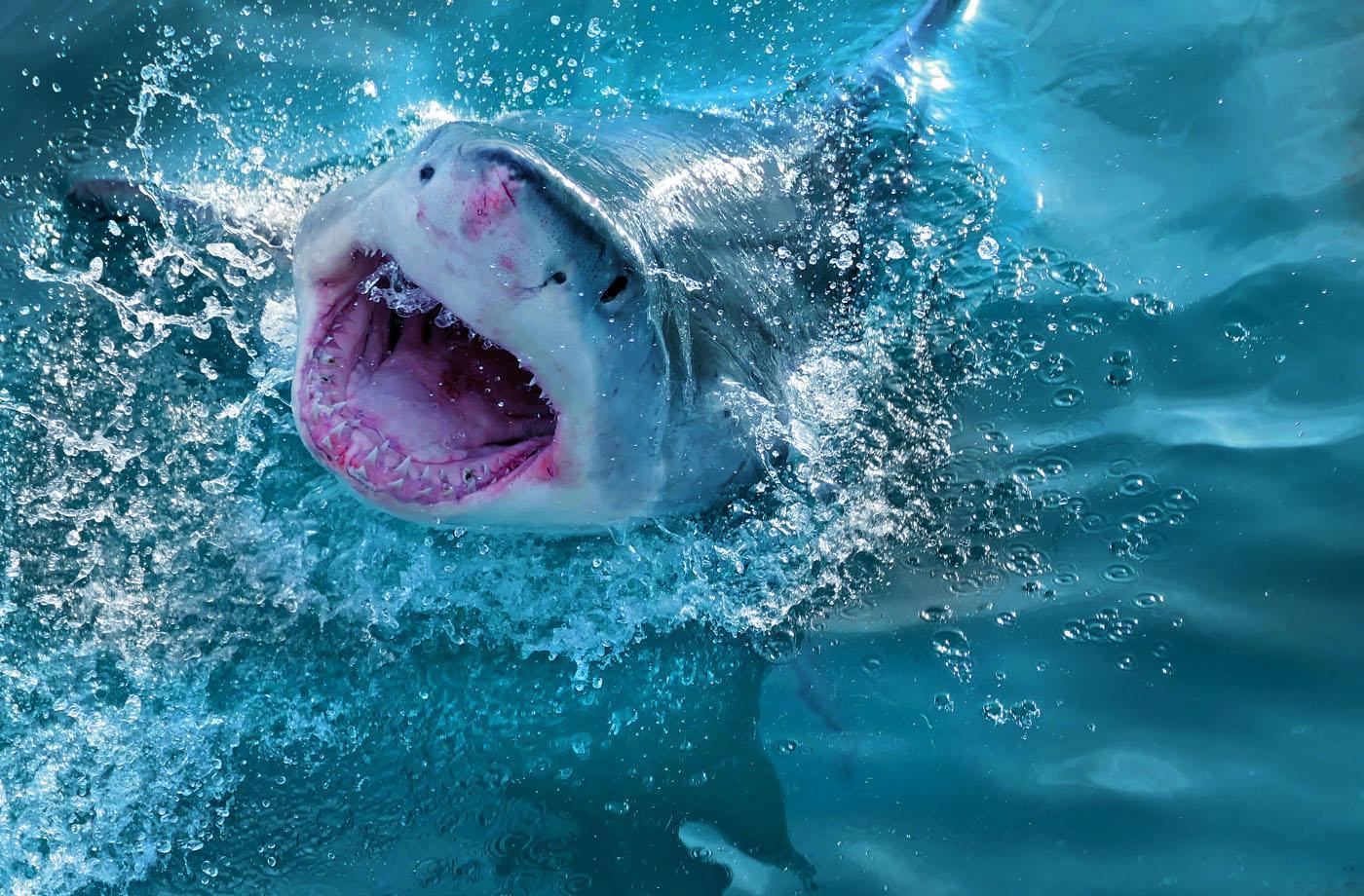 Правда что акулы боятся пузырьков. Большая белая акула (Carcharodon carcharias). Большая белая акула кархародон челюсти. Белая акула людоед кархародон.