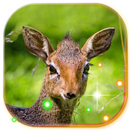 Wild Animals live wallpaper APK