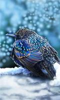 Winter Birds Live Wallpaper Affiche
