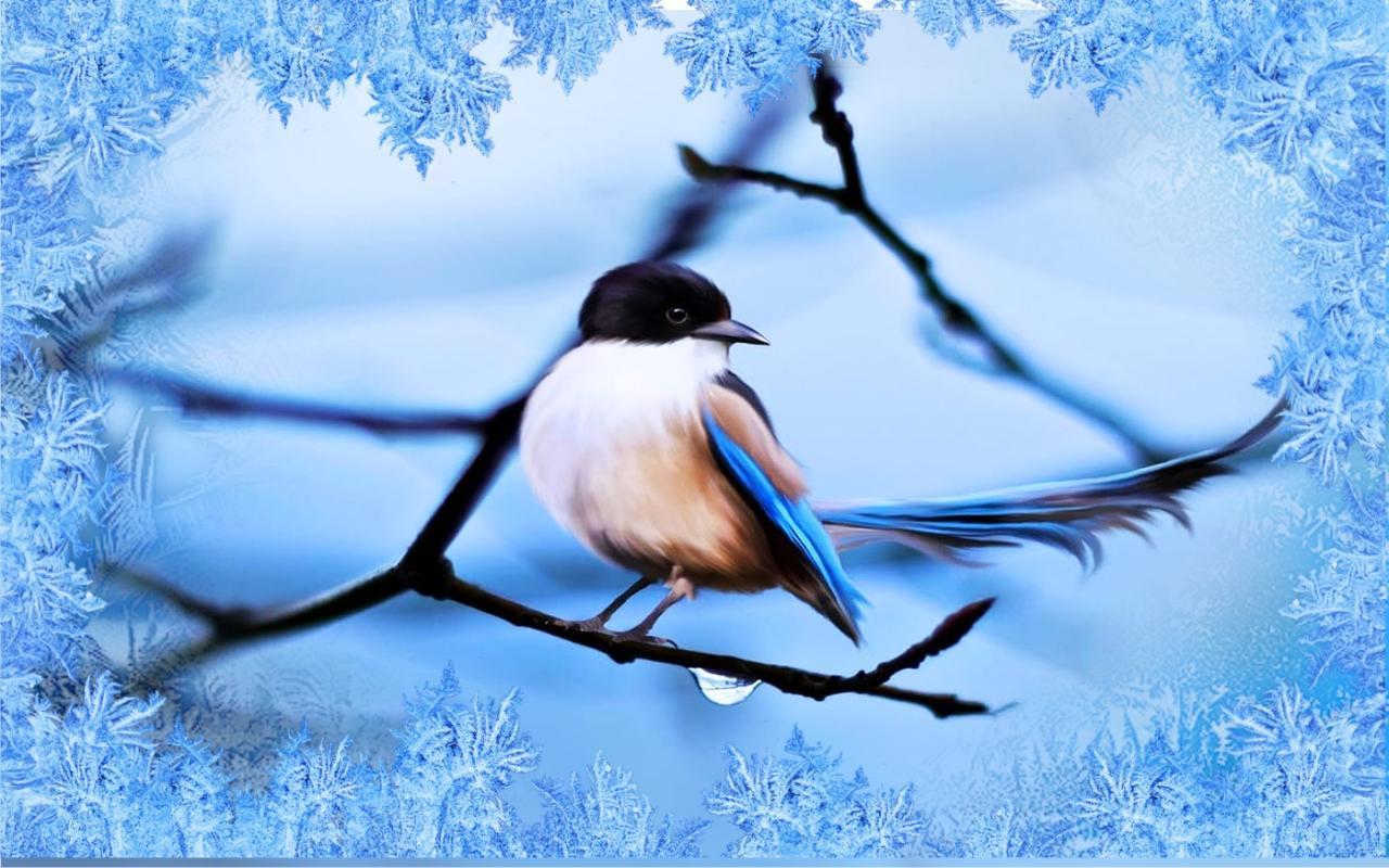 Всю зиму прожила тут ласточка. Фон зимующие птицы. Зимний фон с птицами. Красивые птички зимой. Птицы в зимнем лесу.