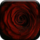 Beatiful Roses Live Wallpaper आइकन