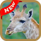 Giraffe Wallpaper icon