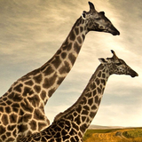giraffe wallpapers icon