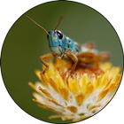 Insects of the Australian Alps biểu tượng