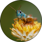 Insects of the Australian Alps Zeichen