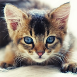 Guess The Kitten icon