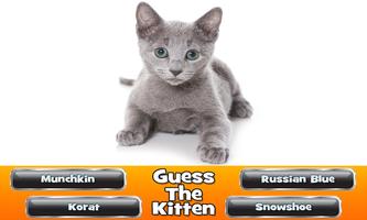 Guess The Kitten スクリーンショット 3