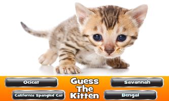 Guess The Kitten ポスター