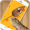 Jogos De Gato Mouse