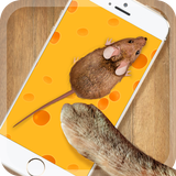 Cat Games Mouse aplikacja