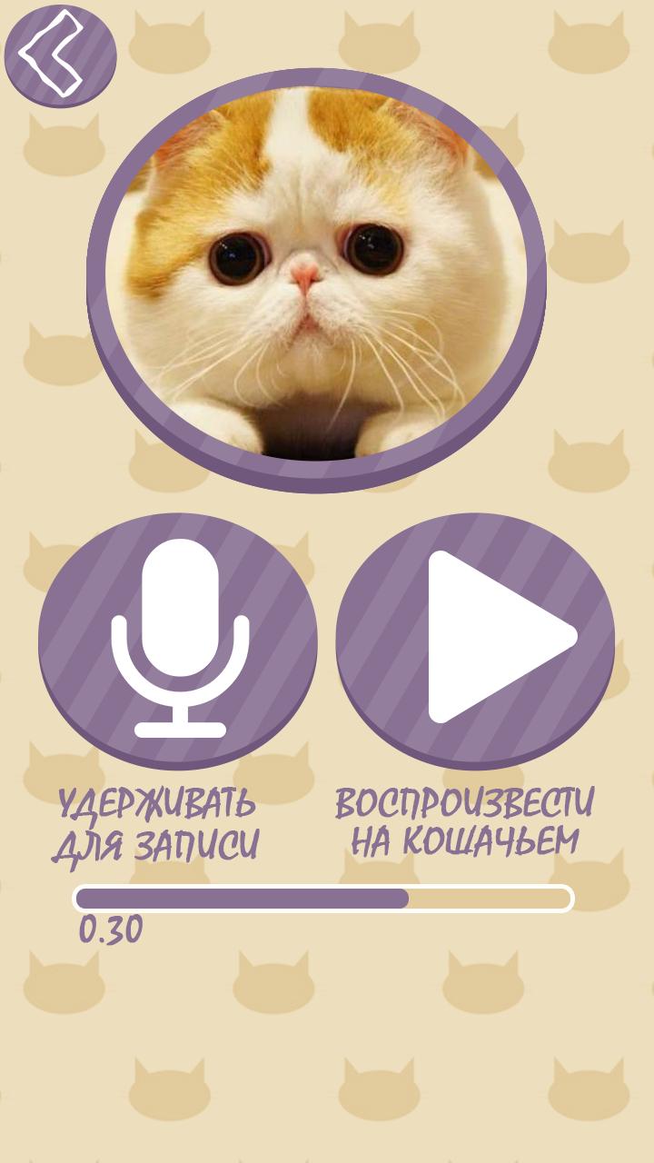 Как переводится кошек. Кошачий переводчик. Кошачий язык переводчик. Выучить кошачий язык. Говорить по кошачьи.