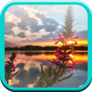 Wallpaper Nature APK