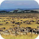 Safari Wallpaper APK