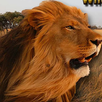 Angry Lion Wild Simulator APK