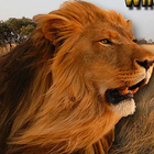 Angry Lion sauvage Simulator icône
