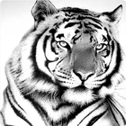 ikon White Tiger Simulator