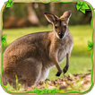 Furious Kangaroo Simulator