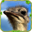 Furious Ostrich Simulator