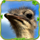 Furious Ostrich Simulator APK