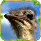 Furious Ostrich Simulator آئیکن