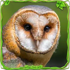 Furious Owl Simulator APK 下載