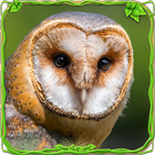 Furious Owl Simulator icône