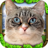 Stray Cat Simulator Download gratis mod apk versi terbaru