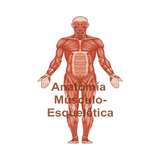 ikon Atlas Músculo-esquelético