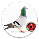 Pigeon Planner ícone