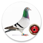 Pigeon Planner 图标