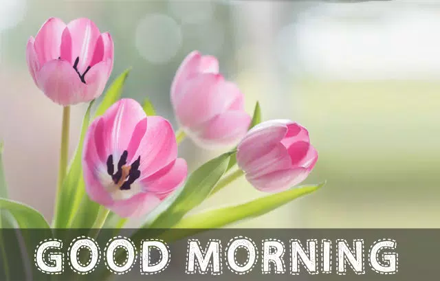 good morning greeting images:3d Images APK for Android Download good morning greeting images:3d Images APK for Android Download