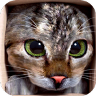 Cat Simulator 3D أيقونة