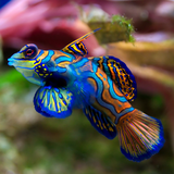 Ikan cantik wallpaper icône