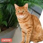 CATSTIC CAT STICKERS ikon