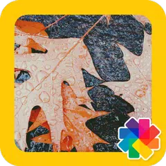 Leaf Wallpapers APK download