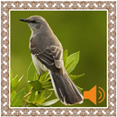 Mockingbird Sounds APK