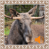 Moose Sounds icon