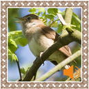Nightingale Birds Sounds APK