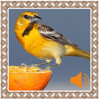 Oriole Birds Sounds icon