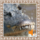Alligator Sounds icono